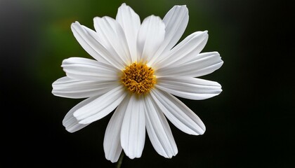 Fototapeta premium Mexican Aster a solitary white flower contrasts against a transparent background