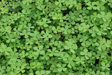 green leaves background