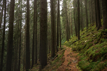 Beautiful Path in a Green Forest