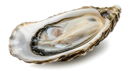 Fresh Raw Oyster with Textured Shell and Pearly Interior on White Background