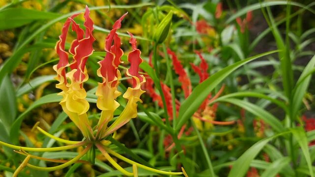 Flame Lily or Gloriosa superba with Vibrant Red and Yellow Petals