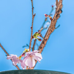 春の兆し - 青空に咲く蕾と桜