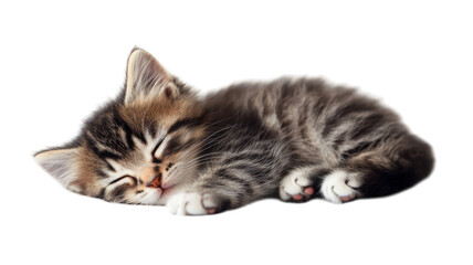 Obraz premium Cute striped kitten peacefully sleeping on a soft surface during a sunny afternoon