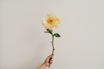 Elegant Yellow Peony Held by Hand on a Long Stem with Neutral Background. Minimalist Floral...