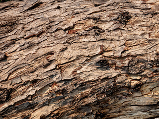Tree Bark Texture detailed close-up for nature background.