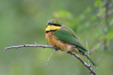 Zwergspint / Little bee-eater / Merops pusillus