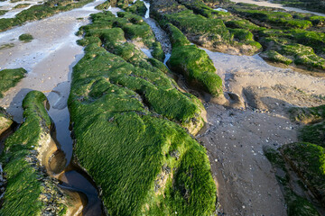 Green seaweed on coastal rocks