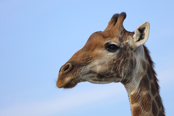 Fototapeta premium Giraffe / Giraffe / Giraffa camelopardalis