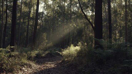 Naklejka premium Sunlit Path Through Lush Green Forest Canopy