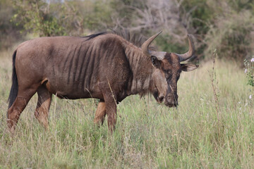 Fototapeta premium Streifengnu / Blue wildebeest / Connochaetes taurinus