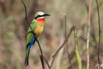 Weißstirnspint / White-fronted bee-eater / Merops bullockoides