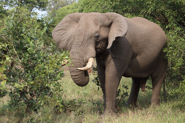 Naklejka premium Afrikanischer Elefant / African elephant / Loxodonta africana