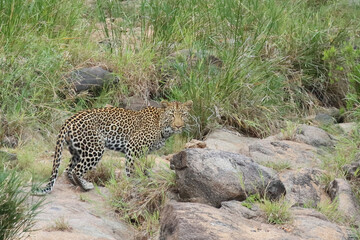 Leopard / Leopard / Panthera pardus.