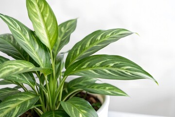 green aglaonema plant isolated in white background