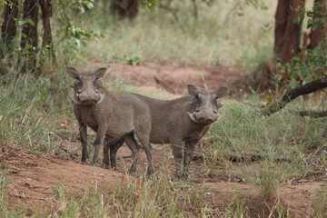 Warzenschwein / Warthog / Phacochoerus africanus