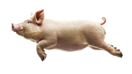 Jumping pig demonstrates agility in a side view with a clear background