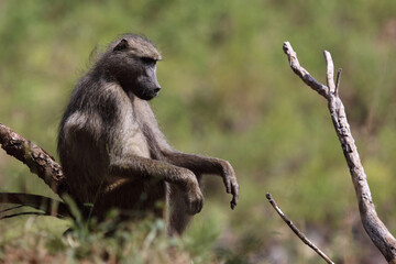 Bärenpavian / Chacma baboon / Papio ursinus