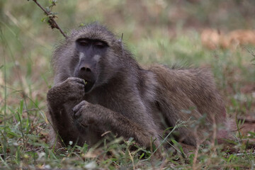 Bärenpavian / Chacma baboon / Papio ursinus