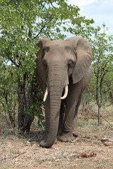 Fototapeta premium Afrikanischer Elefant / African elephant / Loxodonta africana
