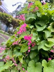 Bride's tears flower, lady's betel flower, or Mexican creeper
The flowers are small clusters of pink with a unique shape like stars or bells 
The leaves are heart-shaped with a slightly rough texture