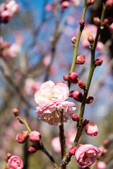 Plum blossom in spring, white flowering fruit tree branches with white plum blossoms against a blue sky during springtime at daytime in a Japanese garden in Tokyo city in Japan. 