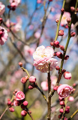Plum blossom in spring, white flowering fruit tree branches with white plum blossoms against a blue sky during springtime at daytime in a Japanese garden in Tokyo city in Japan. 