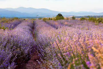 Naklejka premium Sunset Lavender Field rows in the summer