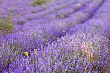 Sunset Lavender Field rows in the summer