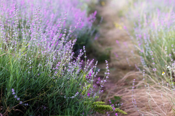 Lavender flowers close-up on blurred background