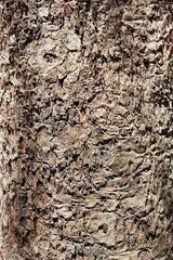 close up of tree bark texture for background