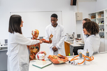 Medical students studying human anatomy in university lab