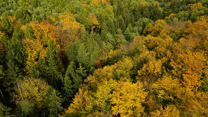 autumn landscape view from above hill forest