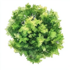 Watercolor tree top view for layout plans watercolor design, isolated on white background