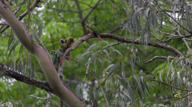 Five perched Maroon-bellied Parakeets parrots birds in rainforest jungle