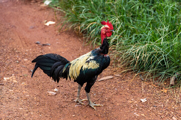Cambodia.Siem Reap. A rooster on the street of the city is pacing along the road