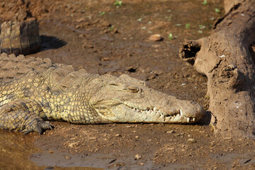 Nilkrokodil / Nile crocodile / Crocodylus niloticus