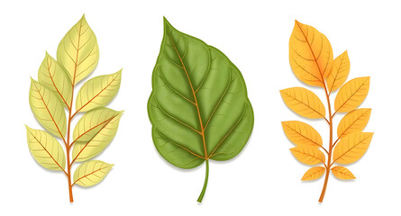 Obraz premium set of autumn leaves