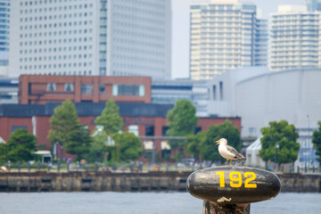 係船柱に留まるウミネコ