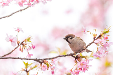 河津桜とスズメ