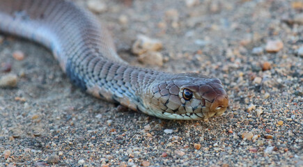 Mosambik-Speikobra / Mozambique spitting cobra / Naja mossambica