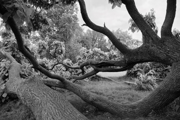 Black and white photo of fallen Catalpa tree, which continues to live and bloom laying on its side. 