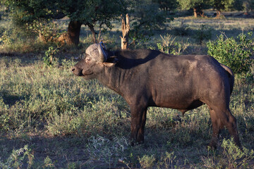 Kaffernbüffel / African buffalo / Syncerus caffer