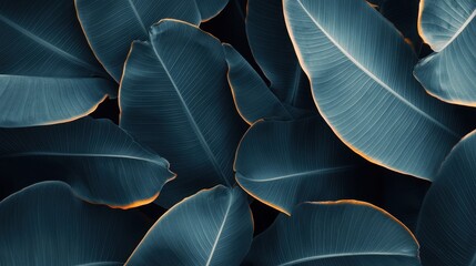 Fototapeta premium High-resolution close-up of banana leaves with intricate details, golden highlights, and soft shadows.