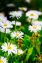 Fototapeta premium Field of chamomile daisy flowers