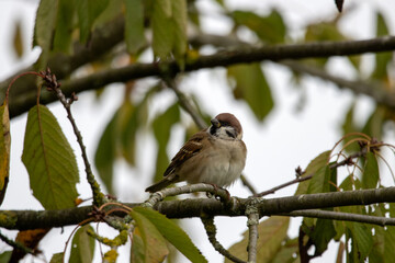 Haussperling Blickrichtung Kamera