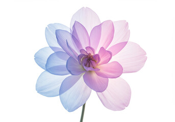 Obraz premium Translucent flower with pastel hues displays delicate beauty and simplicity
