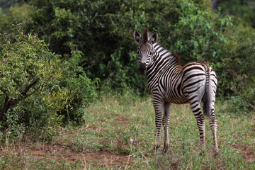 Steppenzebra / Burchell's zebra / Equus quagga burchellii.