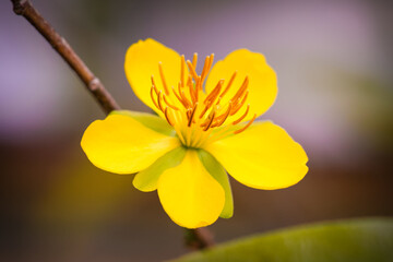 Pale petals on bare branches, apricot blossoms whisper of spring. Sweet scent, fleeting beauty. A...