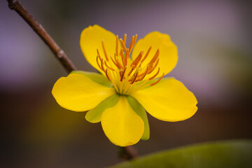 Pale petals on bare branches, apricot blossoms whisper of spring. Sweet scent, fleeting beauty. A...