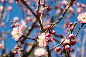 Plum blossom in spring, light flower background of fruit tree branches with pink plum blossoms of against a blue sky during springtime at daytime in a Japanese garden in Tokyo city in Japan. 